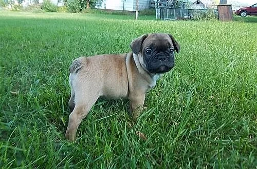 registrované Pug Puppys