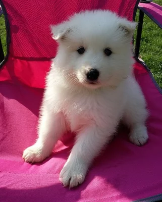 Samoyed štěňata