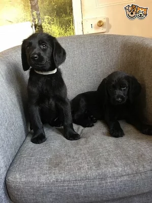 labradorodí chlapi F1