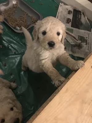 Goldendoodle Boys k dispozici