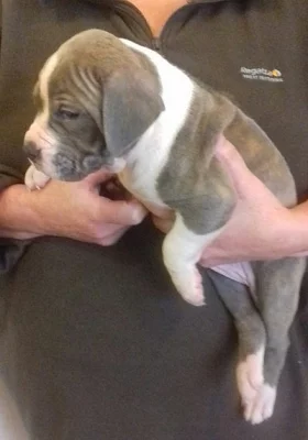 5 Bullmastiff Rodokmen štěňat na prodej