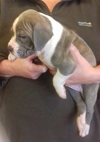 5 Bullmastiff Rodokmen štěňat na prodej
