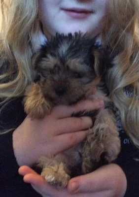 Tiny Teacup - Morkie - Baby Boy