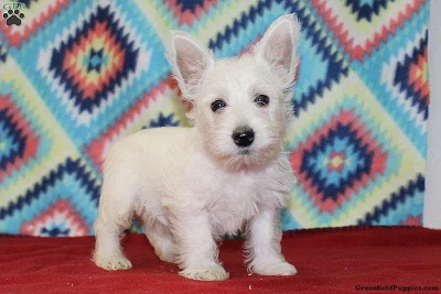 West Highland Terrier