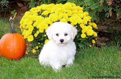 Bichon Frise Puppy