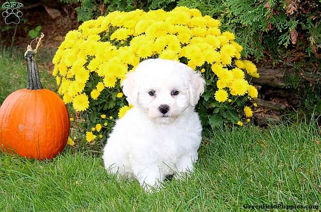 Bichon Frise Puppy