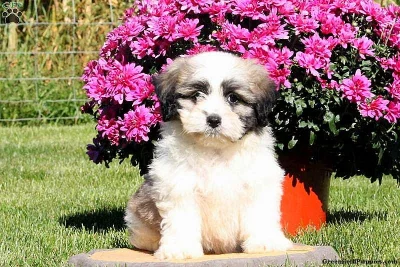 Shichon