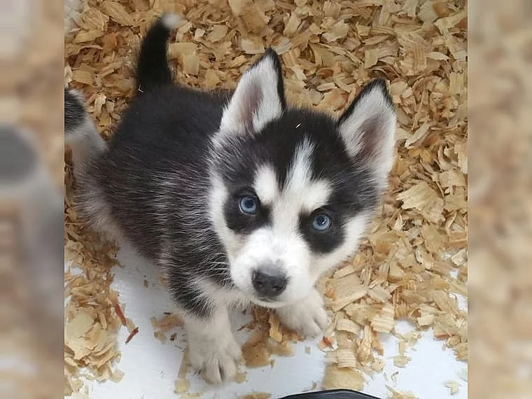 Sibiřský husky s PP