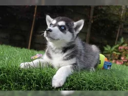 Sibiřský husky s PP