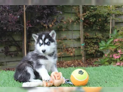 Sibiřský husky s PP