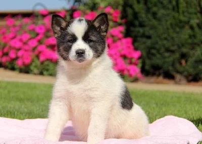 Americký Eskimo Mix Puppy
