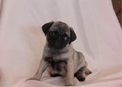 Krásná Pug Puppy