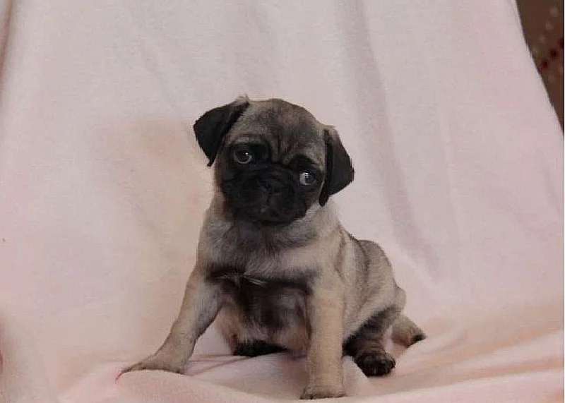 Krásná Pug Puppy