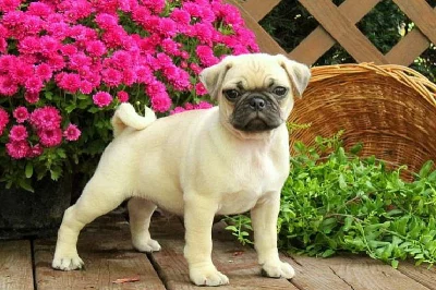 silný Pug Puppy