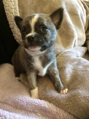 Chihuahua X Pom