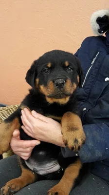 Masivní Rottweiler