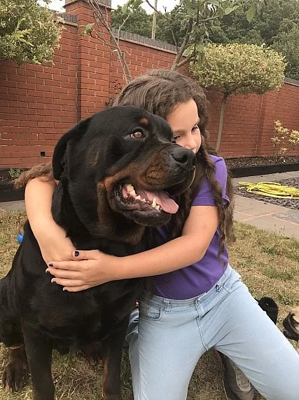 Rottweiler Stud