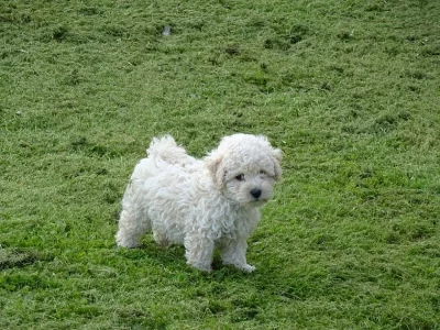 Poochon štěňata