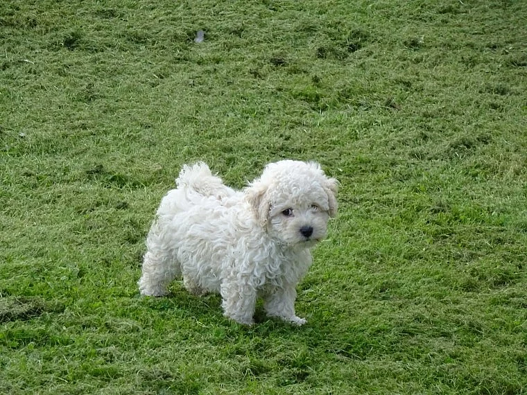 Poochon štěňata