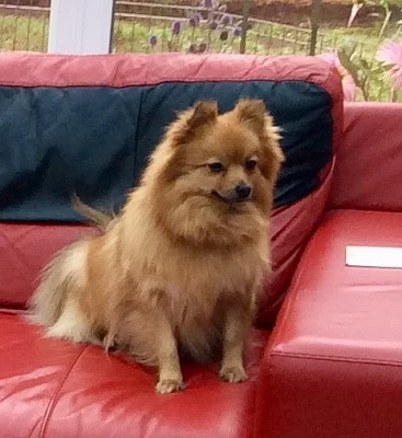 Dospělý pomeranský