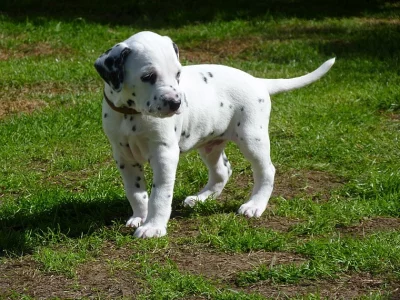 Dalmatian Puppy