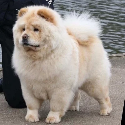 Šampion Sainte Chow Chow
