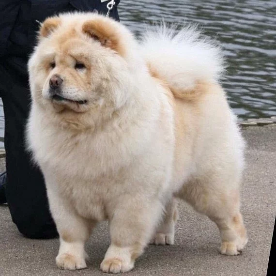 Šampion Sainte Chow Chow
