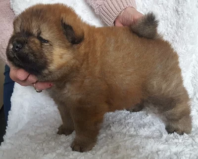 Zdravá Chow Chow Puppy