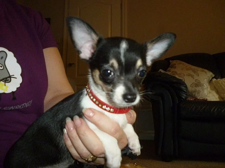 Chihuahua štěně