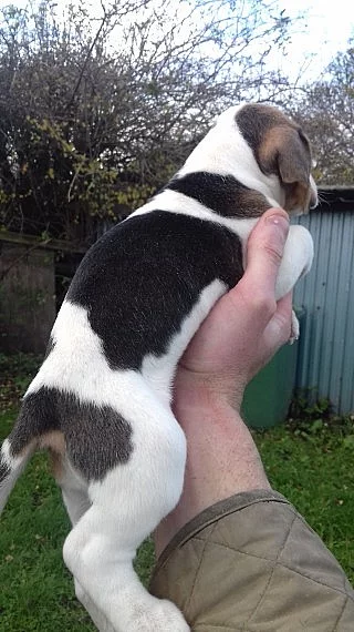 Ohromující fenka štěně