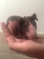 Skinny morče - mláďata
