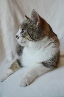 Kočička Magdalenka má 5-6 měsíců, mourinka s bílým bříškem