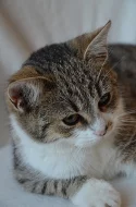 Kočička Magdalenka má 5-6 měsíců, mourinka s bílým bříškem