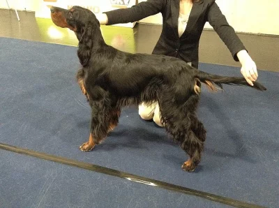 Gordonsetter