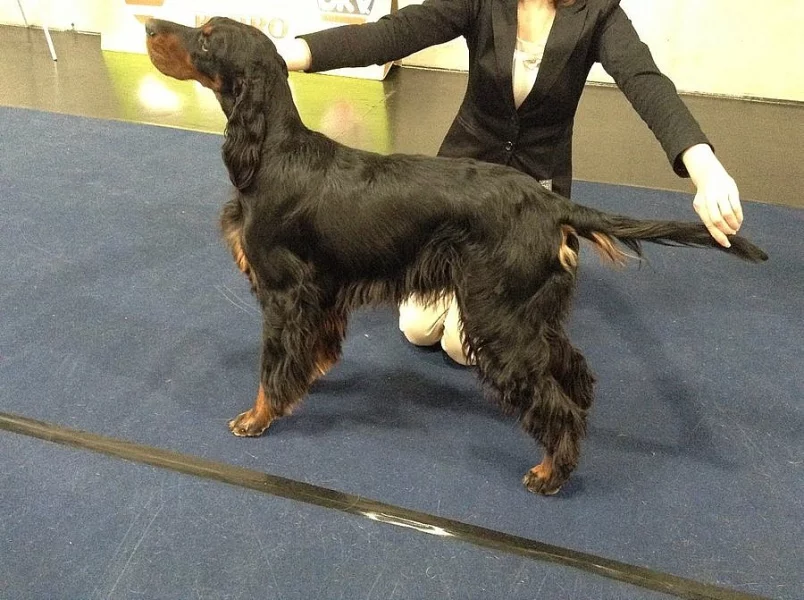 Gordonsetter