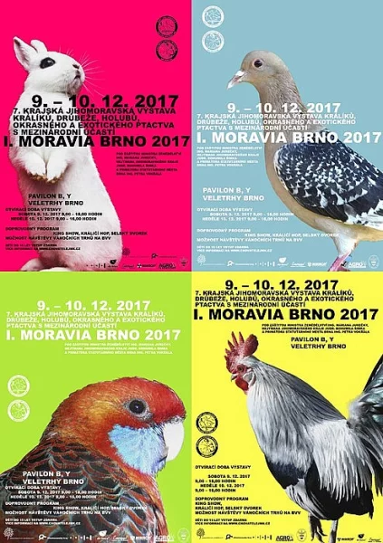 Krajská chovatelská výstava v Brně,dne 9. a 10.12.2017.