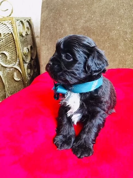 Roztomilý Shihpoo pro Stud jen