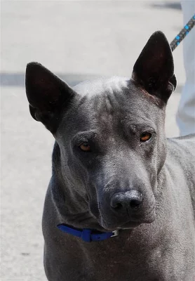 Thajský ridgeback modrý