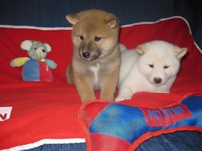 Shiba inu štěňata s pp