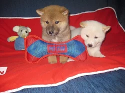 Shiba inu štěňata s pp