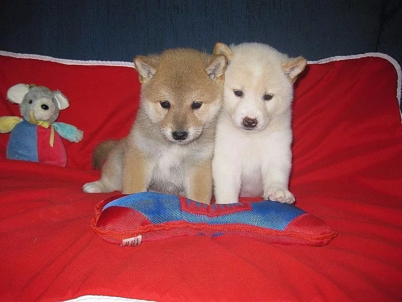 Shiba inu štěňata s pp