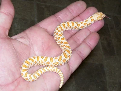 Heterodon nasicus: