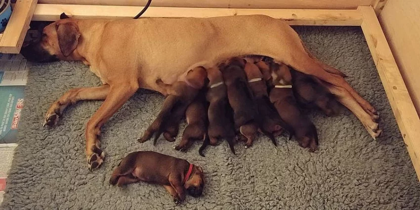 Rhodéský Ridgeback štěňata s pp