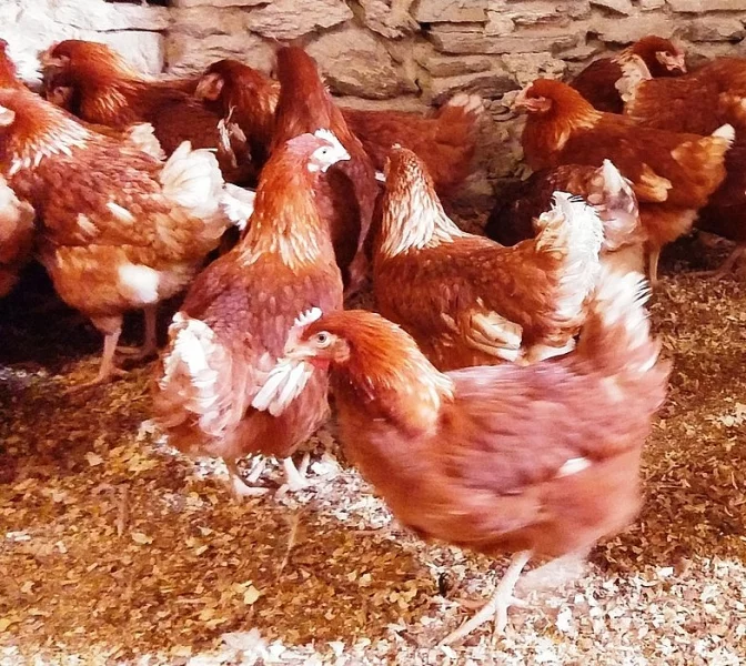 Kuřice hnědé - rozvoz čtvrtek Pelhřimovsko