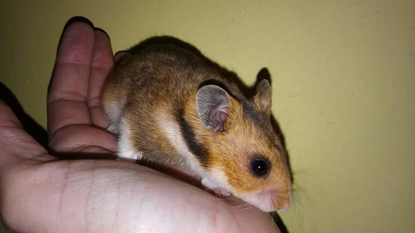 Mláďata křečka syrského