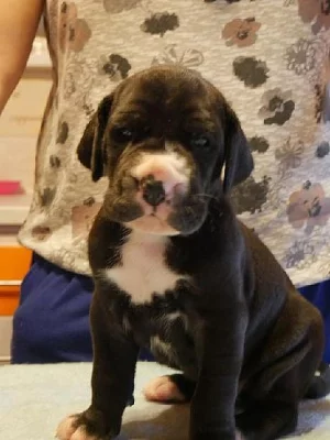 Prodám štěňátka německé dogy s PP
