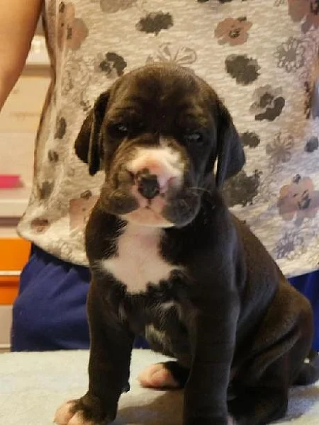 Prodám štěňátka německé dogy s PP
