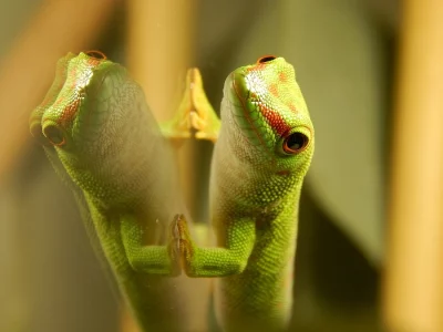 Felsuma madagaskarská - mládě