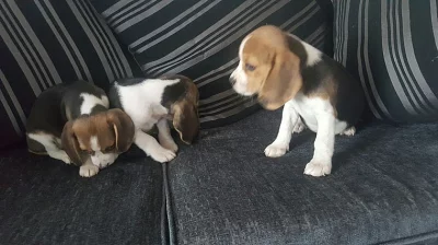 Štěňata AKC Beagle