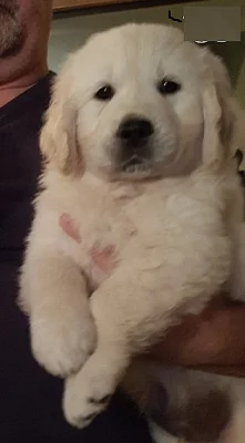 Golden Retriever Štěňata